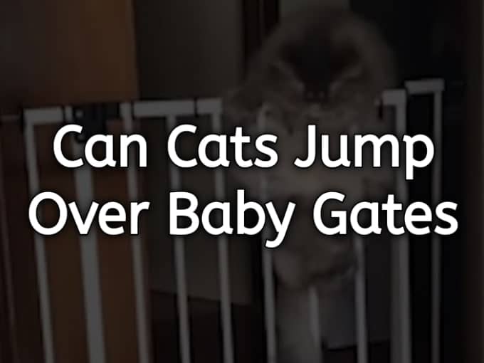 Can Cats Jump Over Baby Gates? 7 Unexpected Facts Assuring They Really Can't!