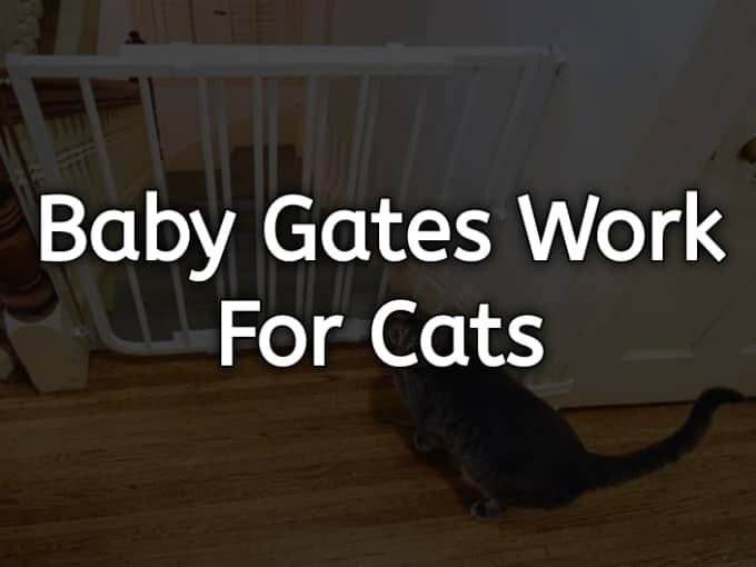 Do Baby Gates Work for Cats